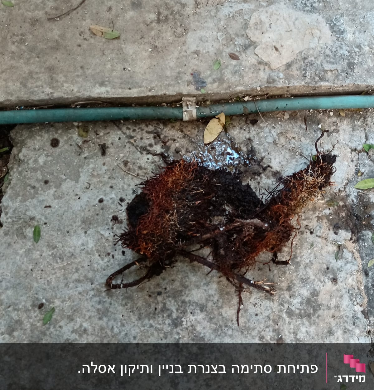 שורשים סתומים על צינור מים על הקרקע